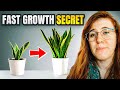 How to get a sansevieria to grow quickly snake plant care guide  gardening in canada 