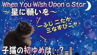 【星に願いを】癒される子猫の寝顔・寝姿ダイジェスト版【when You Wish Upon A Star】 【星に願いを】癒される子猫の寝顔・寝姿ダイジェスト版【when You Wish Upon A Star】