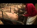 Heat detection in Gilt/Sow 🐖। Sign of heat in Swine । मादा की हीट आने पर कैसे पहचाने। Indian Farming