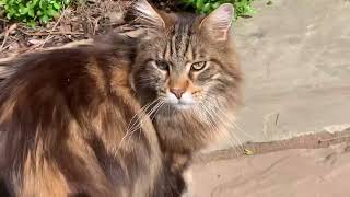 This Cat Doesn’t Like Being Filmed! by Maine Coon Central 903 views 11 months ago 1 minute, 27 seconds