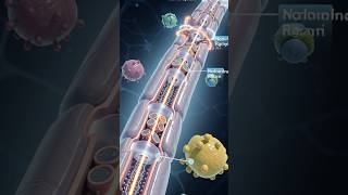 myelin sheath 😳#shorts #shortsfeed #youtubeshorts #myelin #biotechnology