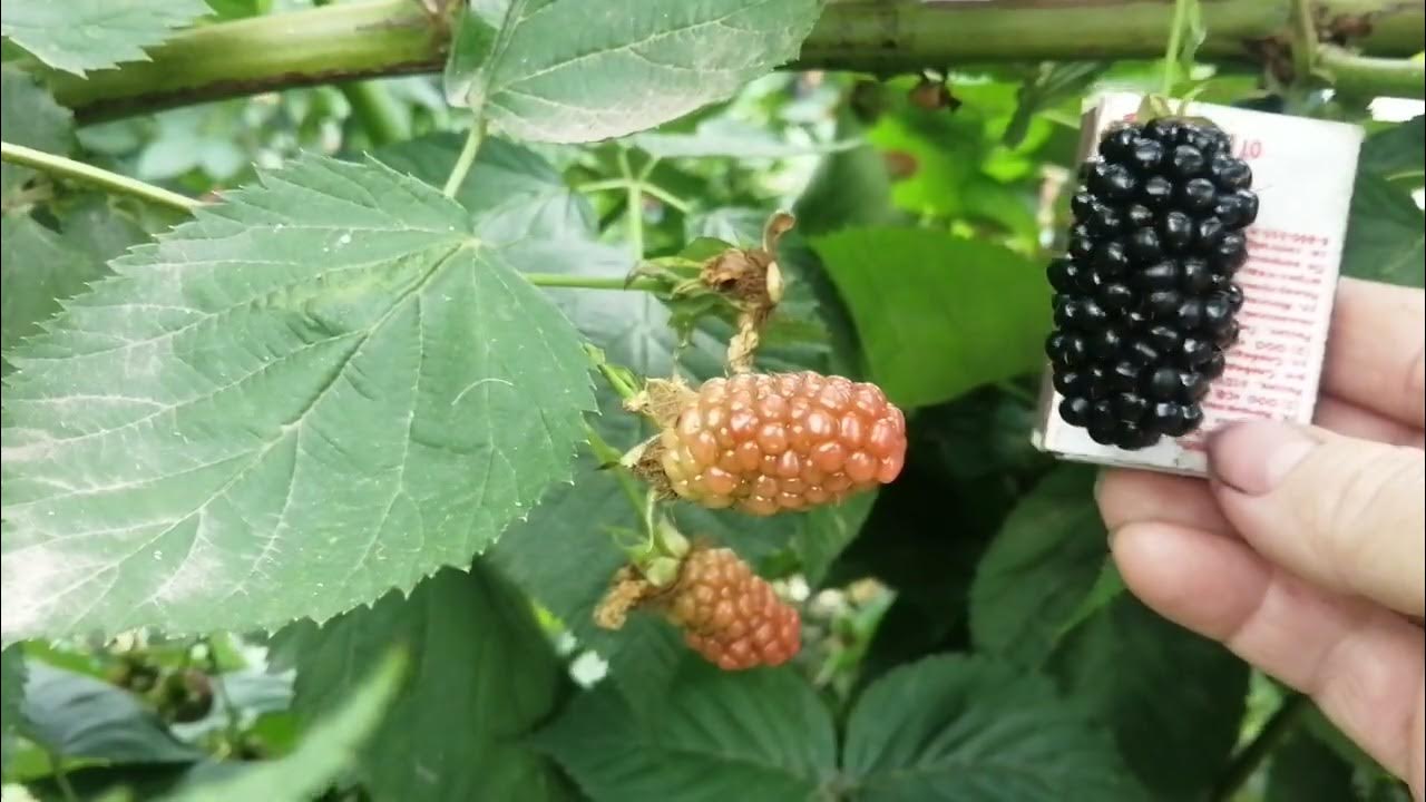 Ежевика Бжезина, Небеса могут подождать, Лох Тей, 17.07.23 г. - YouTube