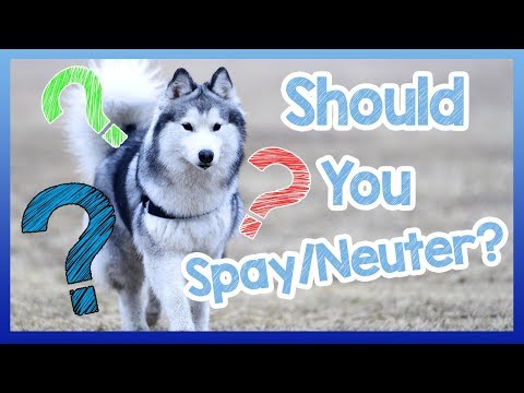 Video: Spaying / neutralizar su perro: Pros y contras