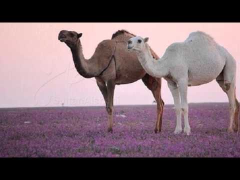 ياخوك حلو النوم عيا يجيني