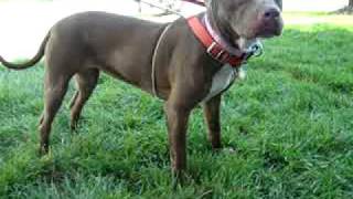 Maggie-Available At The Humane Society Of Missouri