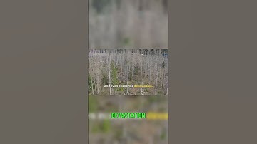 Impact of Invasive Species on Our Ecosystems A Wake Up Call 🚨🌱