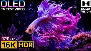Amazing OLED HDR Test 16K Video | Dolby Vision HDR 16K 120FPS (8K/4K Underwater &amp; Nature TV)