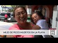 Muren miles de peces a causa de la marea roja en Sarasota