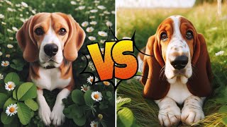 Beagle vs Basset Hound: Unleashing the Ultimate Canine Showdown! by Animella 74 views 5 months ago 4 minutes, 55 seconds