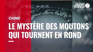 En Chine, le mystère des moutons  qui tournent inlassablement en rond