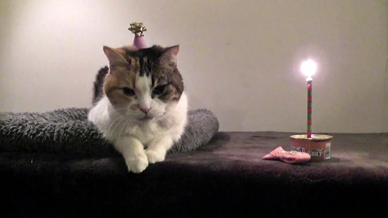 cute cats for sale Our Sweet Gingy Love