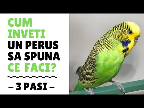 Video: Cum să preveniți peștii morți: 12 pași (cu imagini)