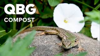 Information QBG Compost Volunteer Days News