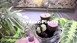 : House Plant Tour / IKEA Milsbo Greenhouse Cabinets