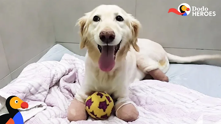 Incredible Dog Just Wants To Run — No Matter What | Dodo Heroes - DayDayNews