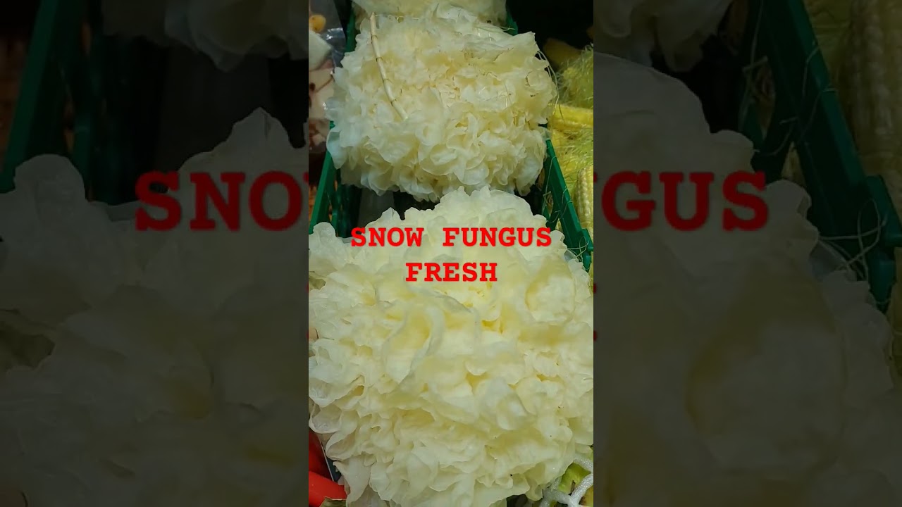FRESH SNOW FUNGUS /TREMELLA