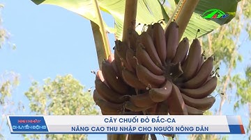 Nâng Cao Thu Nhập Từ Cây Chuối Đỏ Đắc Ca | Lâm Đồng TV