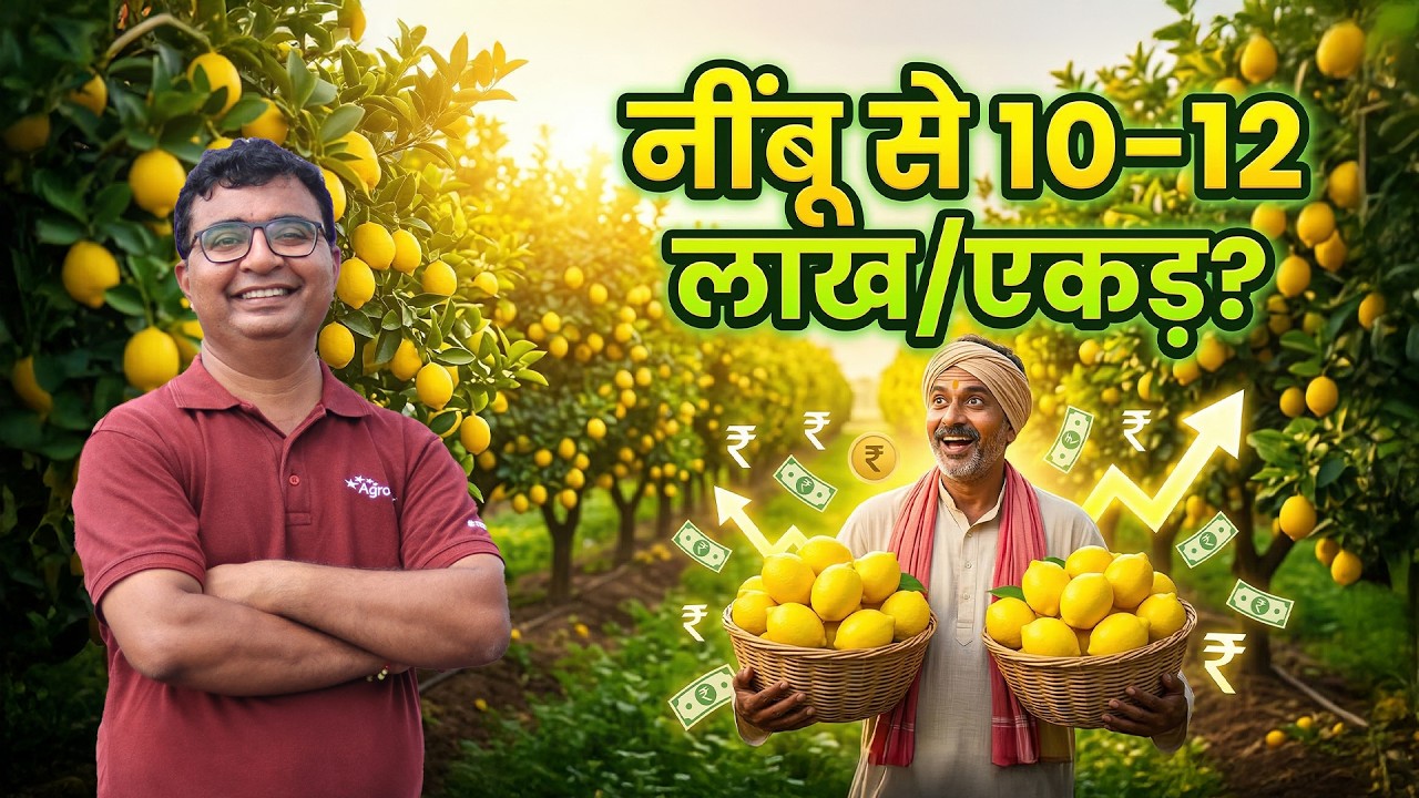 Lemon Farming Secret: Flowering से Harvest तक पूरा Management सिस्टम | Nimbu ki kheti | AgroStar