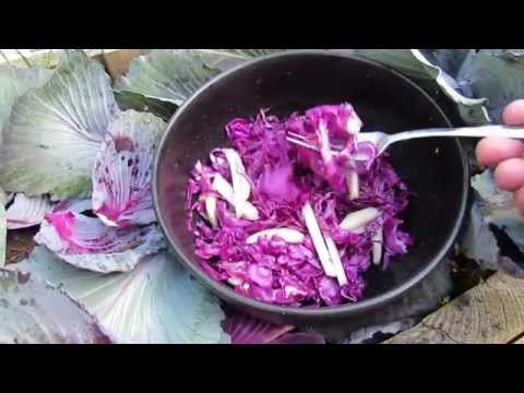 Why Have A Vegetable Garden Kohlrabi And Red Cabbage Coleslaw Mfg