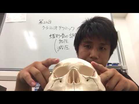 蝶形骨 Youtube 蝶形骨 Youtube