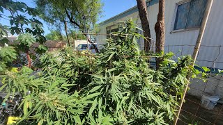 Arizona Cannabis Outdoor Grow Flowering/harvested
