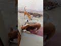 🐈🐒🥰cute 💕dog#cute🐒puppy🐕funny# comedy short🤪trending video🥰😛