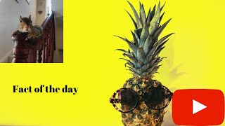 Animal facts/ Funny animals/ Pet squirrel facts