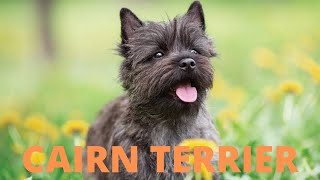 CAIRN TERRIER : കെയ്ൻ ടെറിയർ by PETAGREEN KERALA 357 views 3 years ago 3 minutes, 32 seconds