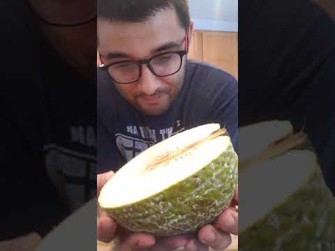 Video: Breadfruit Ağacım Neden Meyve Döküyor: Breadfruit Meyve Düşmesinin Nedenleri