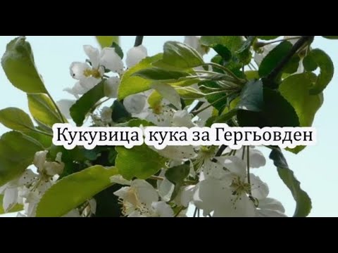 Кукувица кука за Гергьовден - Българска народна песен (Текст)