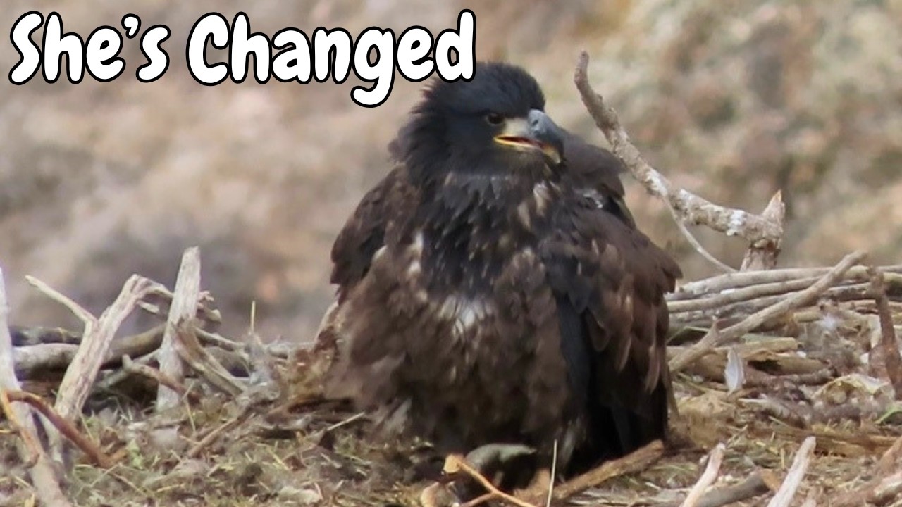 Rapid Behavioral Development in Young Bald Eagles