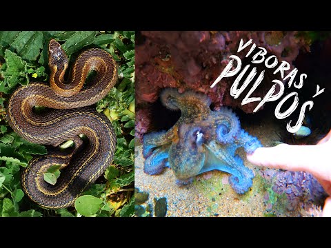 I MAKE FRIENDS WITH AN OCTOPUS AND CANTABRIAN VIPERS (I find a bilineata)