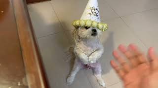 HELP ! My Dog Has Birthday Hangover !