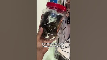 3 e Sóc Đất ship Quận 2 - Trương Tuấn Sóc Cảnh