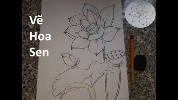 Vẽ Hoa Sen | Vẽ Hoa Sen Mừng Sinh Nhật Bác Hồ 2020 | How To Draw Lotus | Thu Van ART