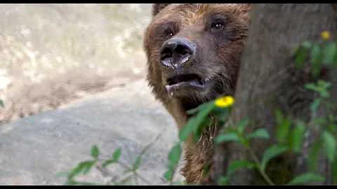 On October 30th, 2025, Elk Hunter Jesse Sayer Mauled By Grizzly Near Cochrane, Alberta, Canada