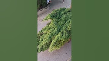 Cây tùng tháp tùng kim #câyxanh #bonsai #caybongmat #câytungthap #câytùngtháp #câytùngkim 0971449859