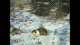 Коты зимой. Коты зимой.