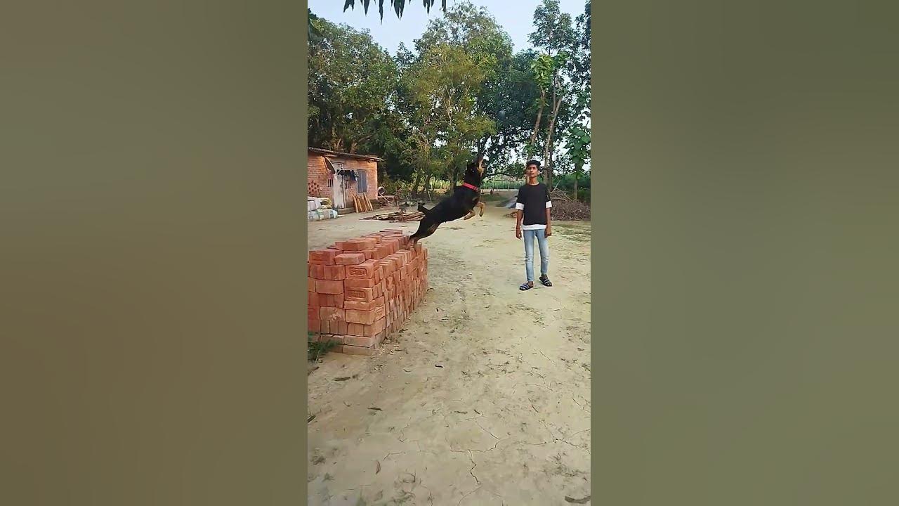 rottweiler-dog-very-long-jump-good-catch-boll-trending-video-short