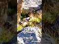 Pika!! #fyp #youtubeshorts #wildlife #animals #cute #pika
