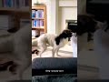 This dog shake and feel the Beat #dog #dance #funnyanimals #funny #dogdance