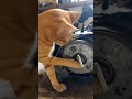 Montir Oyen nih bos 🤣#cats #lucu #shorts #shortsfeed #sora2 #videoshort #kucinglucu