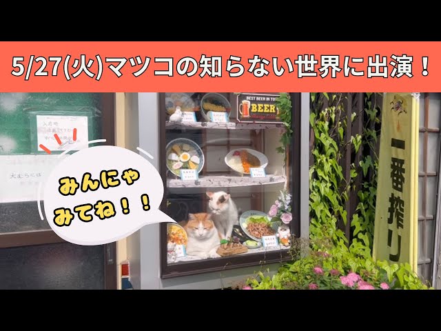 ペタ散歩】祝！5/27'（火) マツコの知らない世界に出演決定！！看板猫