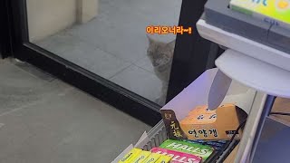 고양이가 문 열어달라고 소리지름(feat. 돈 없음) 고양이가 문 열어달라고 소리지름(feat. 돈 없음)