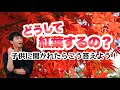 【植物の不思議】植物が紅葉するのは○○のためだった！【園芸】【ガーデニング】【紅葉】