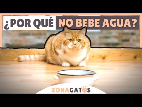 Video: Qué Hacer Si Tu Gato Rechaza La Comida Y El Agua