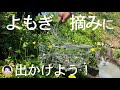 【春がきた！】よもぎを摘んでお家で食べよう【誰でもできる簡単下処理】