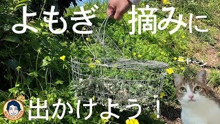 【春がきた！】よもぎを摘んでお家で食べよう【誰でもできる簡単下処理】