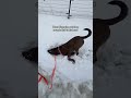 What I imagine my dog sounds like in his head out in snow👀 #pitlab #dogmom