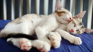 An evening with my Kittens || Nitin Nutun by Nitin Nutun 117 views 2 years ago 4 minutes, 37 seconds
